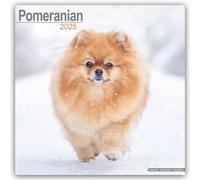 Pomeranian 2025 Square Wall Calendar | Dog Breed Calendar
