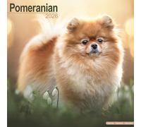 Pomeranian 2026 Calendar | Square Wall Calendar | Dog Breed Gift | Plastic Free Packaging | by Avonside Publishing