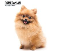 Pomeranian 2026 Modern Calendar