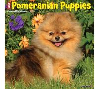 Pomeranian Puppies 2026 12 X 12 Wall Calendar