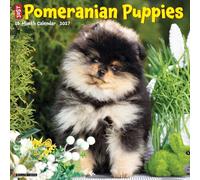 Willow Creek Press, Just Pomeranian Puppies 2027 Wall Calendar