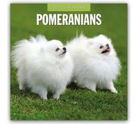 Pomeranians 2025 Square Wall Calendar