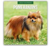 Pomeranians 2026 Square Wall Calendar: Original Red Robin Publishing Ltd-Kalender [Mehrsprachig] [Kalender]