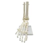 Pomoflexi 1:1 Human Skeleton Foot Anatomy Model Foot and Ankle with Shank Anatomical Model Anatomy Teaching Resources