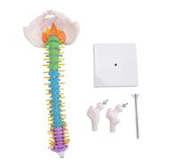 Pomoflexi 45Cm with Pelvic Human Anatomical Anatomy Spine Spinal Column Model Teaching Resources for Students