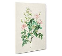 Pompon Roses in Pink by Pierre-Joseph Redoute Canvas Print | Gallery Wrapped 30mm Frame Wall Art | 30x20 inches | Ready to Hang | Modern Floral Picture | Living Room Bedroom Lounge Office
