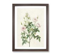 Pompon Roses In Pink By Pierre Joseph Redoute Vintage Framed Print | A2 Walnut Framed Wall Art | Ready to Hang | Classic Nature Picture | Living Room Bedroom Lounge Office