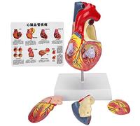 Pongnas 2X Life Size Heart Model, Human Heart Teaching Model with 49 Detachable Parts, for Education and Study