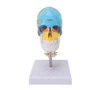 Pongnas Colored Skull Model with Brain and Cervical Spine Detailed PVC Human Skull Teaching Model for Education Medical Students and Art Enthusiasts 19x11x11cm