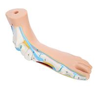 Pongnas Foot Model, Human Muscle Model Human Foot Skeletal Adults Lifesize Teaching Research Muscle Display Explain Accessories (flatfoot)