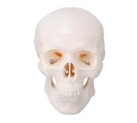 Pongnas Human Skull Model Detailed Anatomical Structure Palm Sized Educational Tool for Students Artists and Medical Professionals PVC Material 9.5x7.5x6.5cm