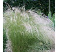 Pony Tails Angel Hair Grass Stipa Tenuissima Outdoor Ornamental Plant 2L Pot Plant Theory Green One Size