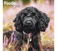 Poodle Calendar 2025 Square Dog Breed Wall Calendar - 16 Month 9781804603772 NE