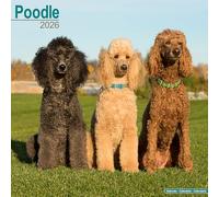 Poodle 2026 Calendar | Square Wall Calendar | Dog Breed Gift | Plastic Free Packaging | by Avonside Publishing