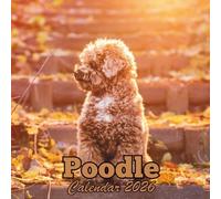 Poodle Calendar 2026: 12 Months Organizer From January to December
