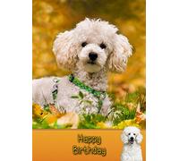 Poodle Dog Birthday Card