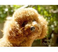 Poodle Dog Christmas Card 'Happy Christmas' - Special Animal Xmas Card for Him Her from Pets Kids