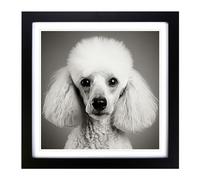 Poodle Photograph No.1 Framed Print | 18x18 Inch Black Framed Wall Art | Ready to Hang | Modern Nature Picture | Living Room Bedroom Lounge Office