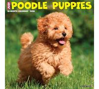 Poodle Puppies 2026 12 X 12 Wall Calendar