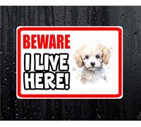 Poodle Sticker Beware I Live HERE House Home Window Door Porch Printed Decal