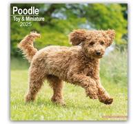 Poodle Toy & Miniature Calendar 2025 Square Dog Breed Wall Calendar - 16 Month