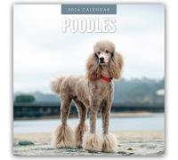 Poodles 2026 Square Wall Calendar