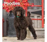Poodles - Pudel 2026 - 16-Monatskalender: Original BrownTrout-Kalender [Mehrsprachig] [Kalender]