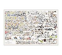 Pop Chart Lab Birds of North America Poster, 36” x 24”