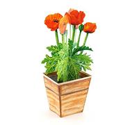 POP-UP CARD POPPIES: A folded 3-D-card of blooming red poppies/flowers - can easily stand on a table/a birthday greeting card with envelope