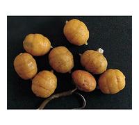 Pop Up Mini Tiger Nuts