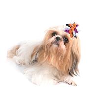 POPETPOP 10pcs Halloween Dog Hair Bows Elastic Rubber Bands Adorable Pet Accessories for Grooming for Costumes and Festivals