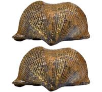 POPETPOP 2pcs Brachiopod Specimens for Student Teaching and Appreciation Research, Golden Material Desktop Ornament Suitable for Home Decoration and Classroom Use