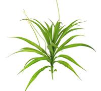 POPETPOP Artificial Orchid Plant with Green Silk Flowers, Beautiful Artificial Cymbidium for Dining Room and Party Decoration, Creates Tropical Island Atmosphere