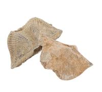 POPETPOP Natural Specimen Decoration 2Pcs Epifaunal Spirifer Models Educational Teaching Accessory Marine Shell Specimen Adornment for Science Education and Home Display