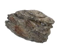 POPETPOP Realistic Resin Trilobite Model for Reptile Tanks and Terrariums with Educational Value, Brown Paleontological Insect Fossilized Stone for Science Teaching and Desert Scene