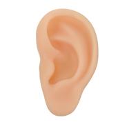 POPETPOP Realistic Silicone Ear Model for Teaching Students the Human Body's Structure and Display Practical Ear Model for Doctors and Nurses