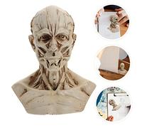 POPETPOP Scale Human Skull Head Muscle Figurine for Artist Drawing Model Resin Anatomy Sculpture for Medical Study and Home Decoration Antique White Painting Reference Gift