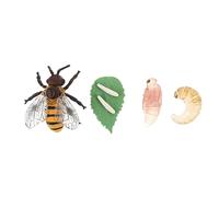 POPETPOP Simulation Bee Growth Cycle Model Educational Insect for Boys and Environmental Plastic Cognitive Kit for Nature Exploration and Home Decoration