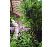 Poppy Forge 15 X 20 Inches Border Support (Pack Of 4) - Steel - L25.4 X W38 X H50.8 Cm - Green