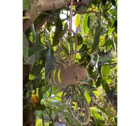 Poppy Forge Hanging Folded Wings Bee Garden Art - Bare Metal/ready To Rust - W15 X H10 Cm