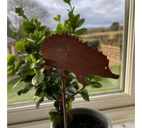 Poppy Forge Hedgehog Pot Stake (Pack Of 3) - Bare Metal/ready To Rust - H23 Cm