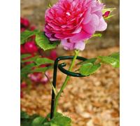 Poppy Forge Large Single Stem Support (Pack Of 4) - Steel - L5.1 X W5.1 X H91.4 Cm - Plastic Coated Green
