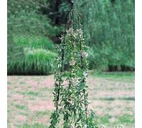 Poppy Forge Medium Classic Climbing Column, Garden Obelisk, Plant Support - Solid Steel - H172.7 Cm - Adjustable Diameter - Black