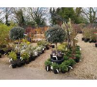 Poppy Forge Round Tunnel (Including Ground Spikes) Bare Metal - Ready To Rust - Steel - L228.6 X W238.8 X H66 Cm