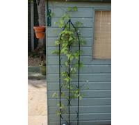 Poppy Forge Single Gothic Screen - Decorative Garden Screen, Plant Support - Solid Steel - W24 X H180 Cm - Black