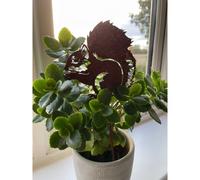 Poppy Forge Squirrel Pot Stake (Pack Of 3) - Bare Metal/ready To Rust - H25 Cm