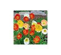 Poppy Iceland Mixed - A Garden's Crown Jewel