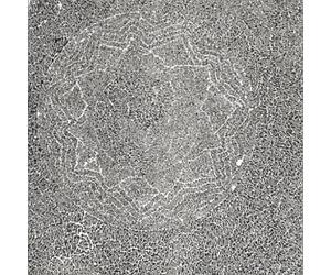 Poppy Nogood "All Night Flight", Vol. 1 by unknown (1999-03-23)