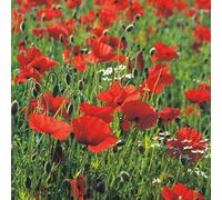 Poppy Single Red Seeds - Flower - Annual