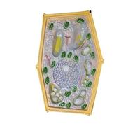 Popular Science of Biological Cell Anatomy Plant Cell Anatomical Model Biological Teaching Enlarged Plant Cell Structure Microscopic Specimens Model for Medical Educational Display